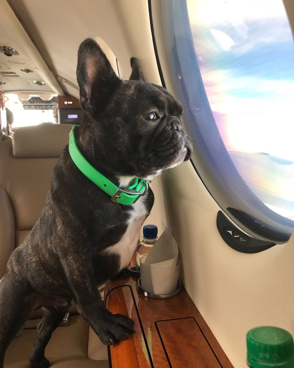WheelsUp's tweet photo. We try not to play favorites, but we'd be lying if we said these weren't some of our favorite passengers #nationalpuppyday https://t.co/p2rhBv2BqK