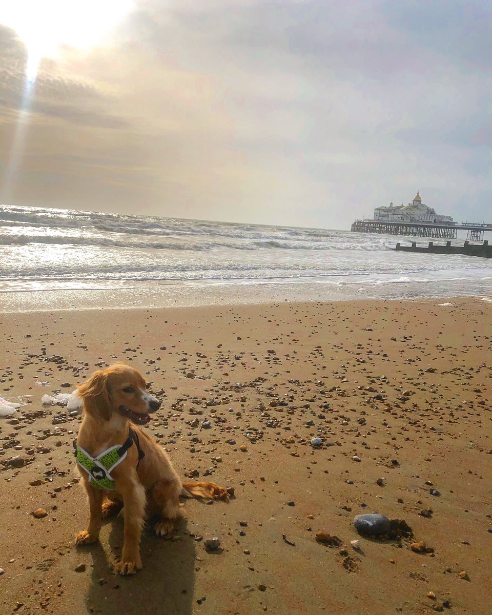 TLCCommercial's tweet photo. Happy #NationalPuppyDay this beauty is mine ❤️ #PuppyDay #mypuppy #cockerpoo #eastbourne follow @iampaddypup on Instagram 🐶🐶🐶🐶🐶 https://t.co/zi53iAgcaa