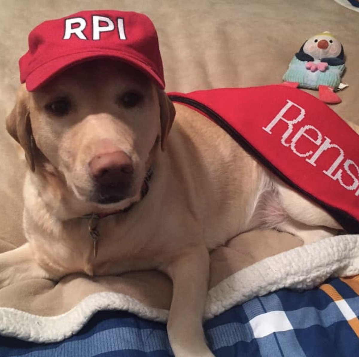RPIAlumni's tweet photo. Who knew #NationalPuppyDay was during the #RPiChallenge?! Check out these photos from our most recent #RPISpiritDay featuring dogs with Rensselaer pride!
Show your RPI pride through the RPi Challenge: https://t.co/s7NZZle235 https://t.co/EE9iMsLCyE