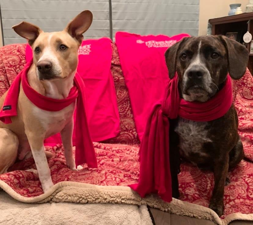 RPIAlumni's tweet photo. Who knew #NationalPuppyDay was during the #RPiChallenge?! Check out these photos from our most recent #RPISpiritDay featuring dogs with Rensselaer pride!
Show your RPI pride through the RPi Challenge: https://t.co/s7NZZle235 https://t.co/EE9iMsLCyE