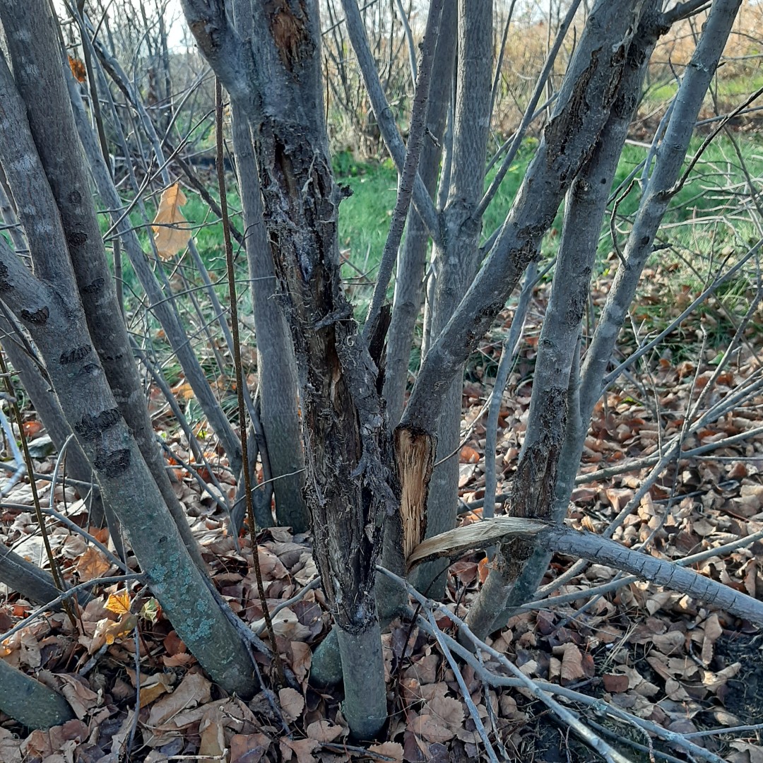 RobtheHortGod's tweet photo. With winter's end looming (sort of), most of the pruning should be wrapped up, but I was thinking about the "why's" of pruning fruiting plants. Read about it (if you want to) in this week's #HortMorsels blog article. https://t.co/Eiz94dFABT #pruning #fruitingplants https://t.co/E8CC00L9aS