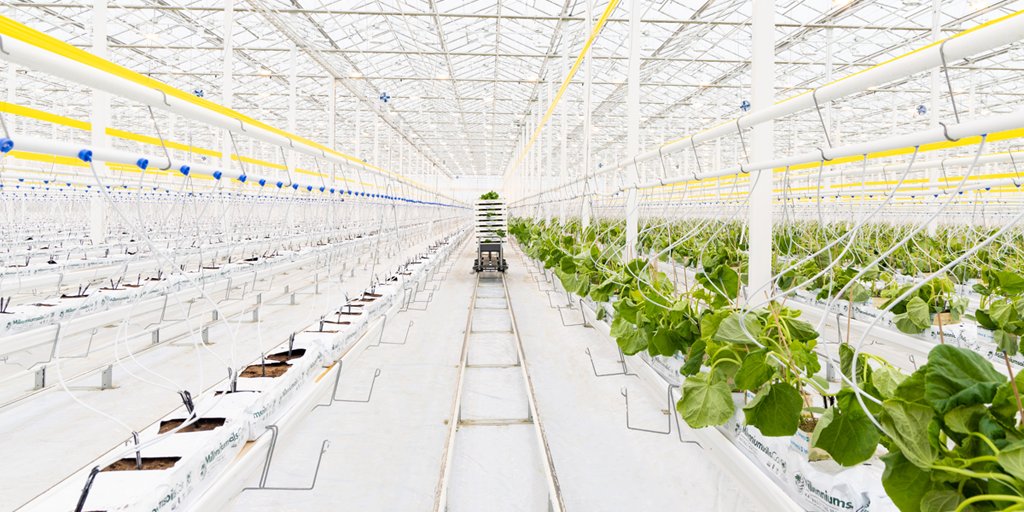 BigMarbleFarms's tweet photo. Is it ever feeling like #spring around here! Our freshest #minicucumber range is now fully planted and we’re loving the look of all that green. It's tough to tell by the photos, but it’s roughly 25°C in the #greenhouse - making these new #BigMarbleFarms Plants feel right at home! https://t.co/nppxZuLiCg