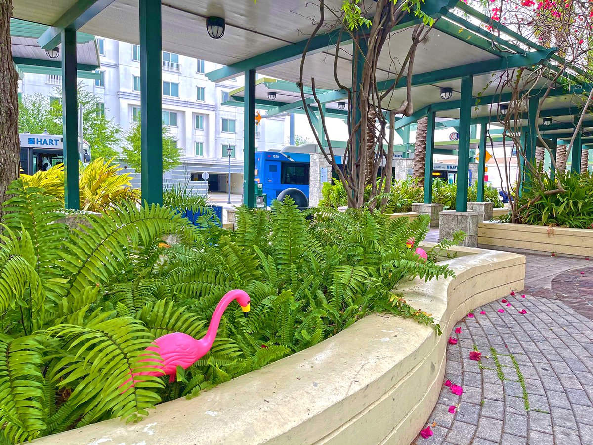 GoHART's tweet photo. The 𦩠Flock has migrated to our Marion Transit Center!
#FlockWeek #JoinTheFlock #FlamingoFares https://t.co/91JI12nzZi