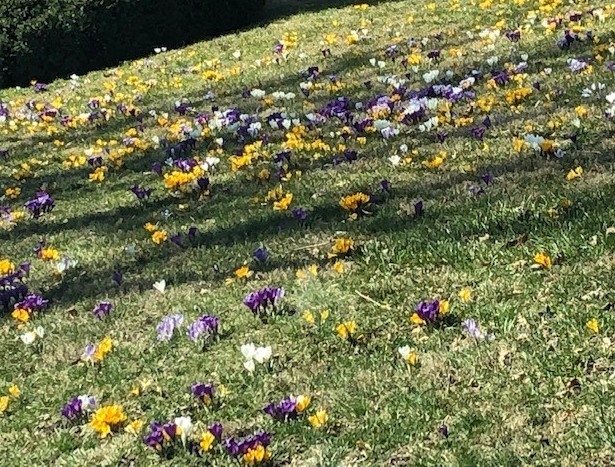 barbaraheins1's tweet photo. This annual display never gets old ... just better - the blooms of 'crocus hill' in #Greenwich. @gilsimmons @Greenwich_Point @KenBorsuk1 @GWCHFreePress @TonySavino10 @1490WGCH @GreenwichCTOFS @gwchsentinel @GBC1957 @GWLibrary @GwichGreenClean @GreenwichPatch https://t.co/AcUlS9b62k