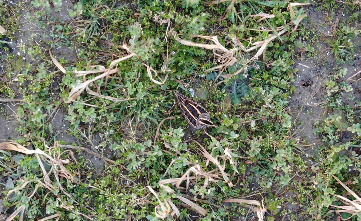 BNFlevoland's tweet photo. Drone FAC maakt eerste vluchten boven akker in Ens. Nog geen nesten gesignaleerd. Wel een bokje en snip.
#natuurbeheer #dronevliegen #fac #facflevoland #vogelnest https://t.co/r44ooMh2mM