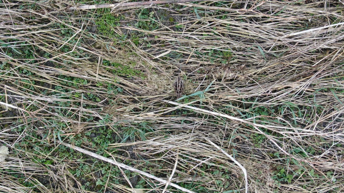 Drone FAC maakt eerste vluchten boven akker in Ens. Nog geen nesten gesignaleerd. Wel een bokje en snip.
#natuurbeheer #dronevliegen #fac #facflevoland #vogelnest