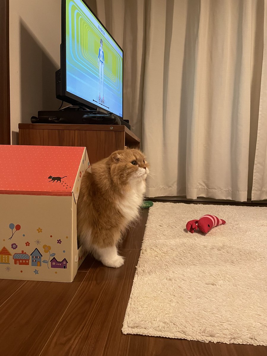 hal_mki's tweet photo. さっきまで寝ていたのに、夫がフィットボクシングをやり始めると興奮して走り回るハル。 #cat #scottish #scottishfold #cutecat #sweetcat #nekostagram #catstagram #instacat #catlover #catcircus #猫 #ねこ #スコ #スコティッシュ #スコティッシュフォールド #茶トラ #ねこ部 #長毛茶トラ猫会 https://t.co/BKxAuxKsyh
