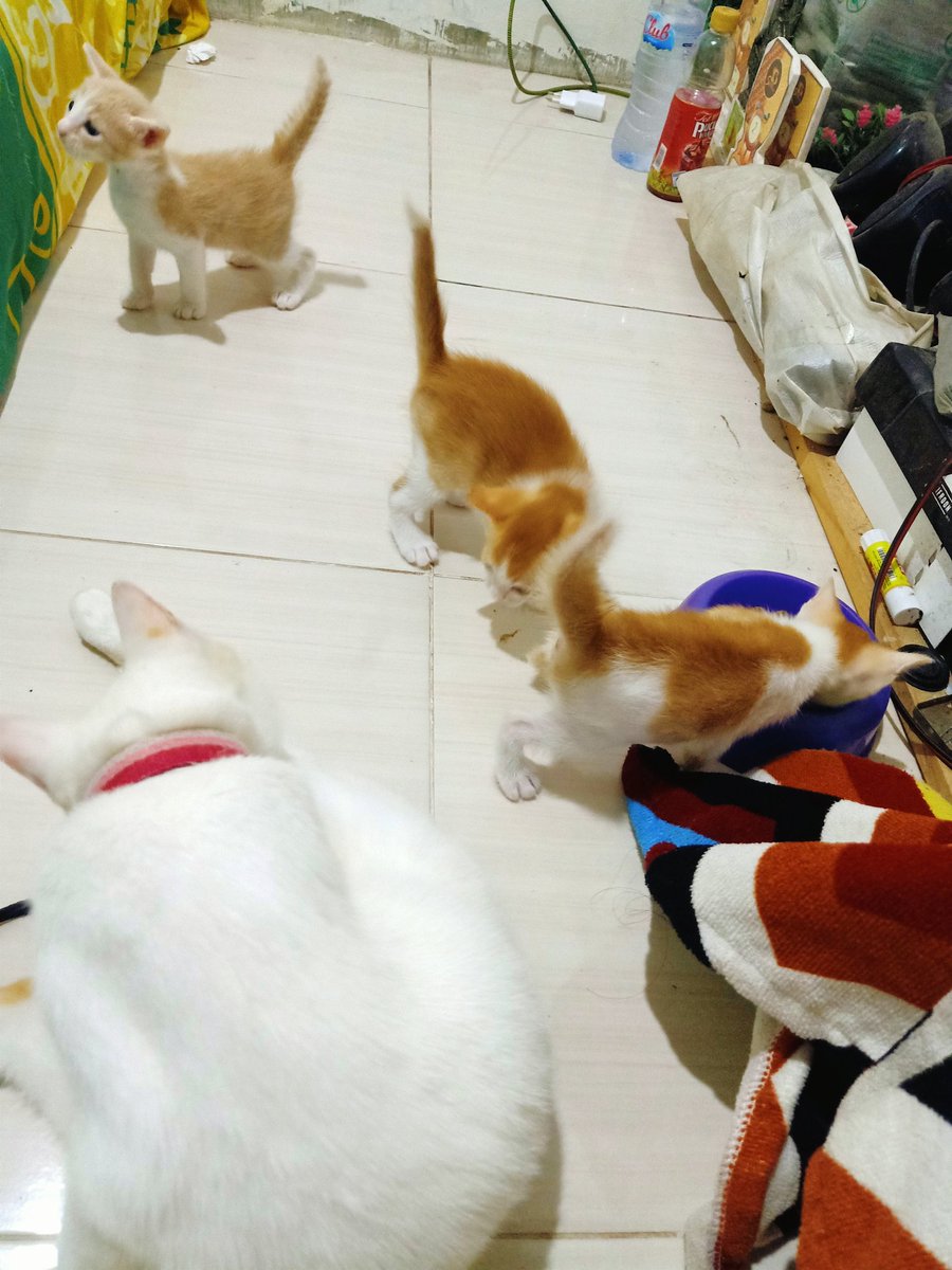 Cloudhy3424's tweet photo. Open Free Adopt dom. Sby barat, induk mix dome odd eye dan 3 anaknya.. yang bener2 serius mau ngerawat pm ya.. sehat, manja, lincah..#Adopsikucingsurabaya https://t.co/28li4GsG8b