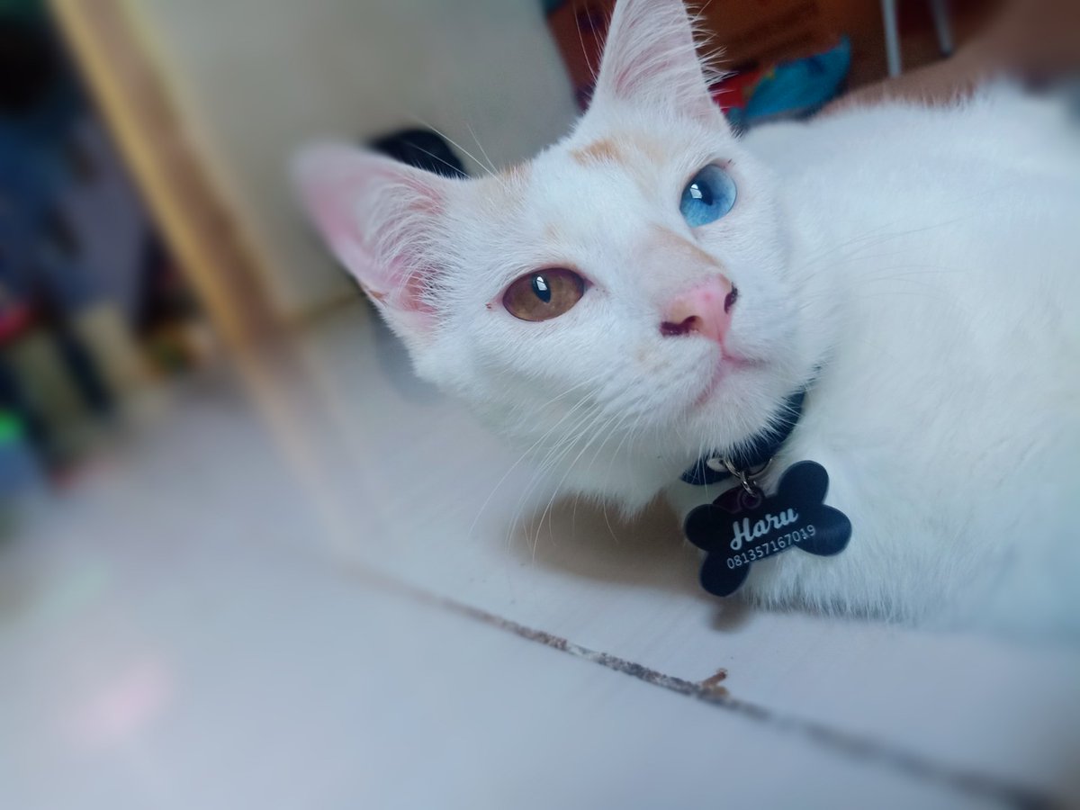 Cloudhy3424's tweet photo. Open Free Adopt dom. Sby barat, induk mix dome odd eye dan 3 anaknya.. yang bener2 serius mau ngerawat pm ya.. sehat, manja, lincah..#Adopsikucingsurabaya https://t.co/28li4GsG8b