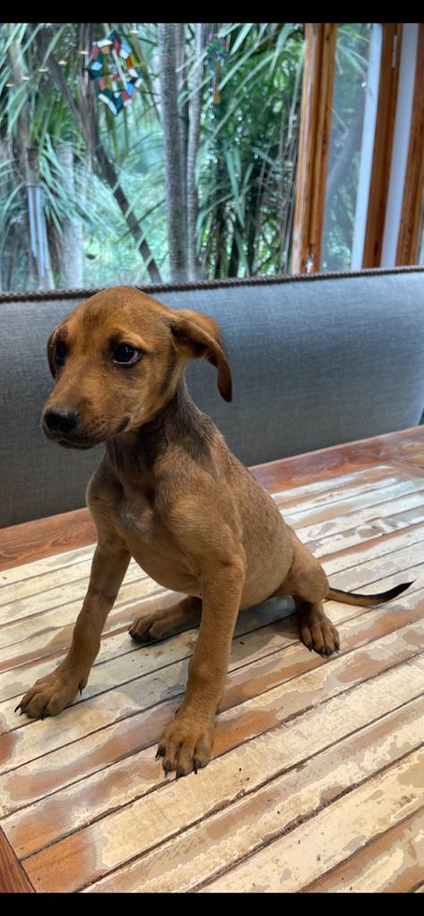 0hmyfuck's tweet photo. THELMA (foto 1) y LOUISE (foto 2) EN ADOPCIÓN RESPONSABLE
3 meses, desparasitadas
ZONA CABA Y GBA
CONTACTO 1136307296 sólo Whatsapp
Tamaño a futuro SORPRESA
Nos ayudan a compartir sus caritas para encontrarles familia? https://t.co/TRPuVSRDms