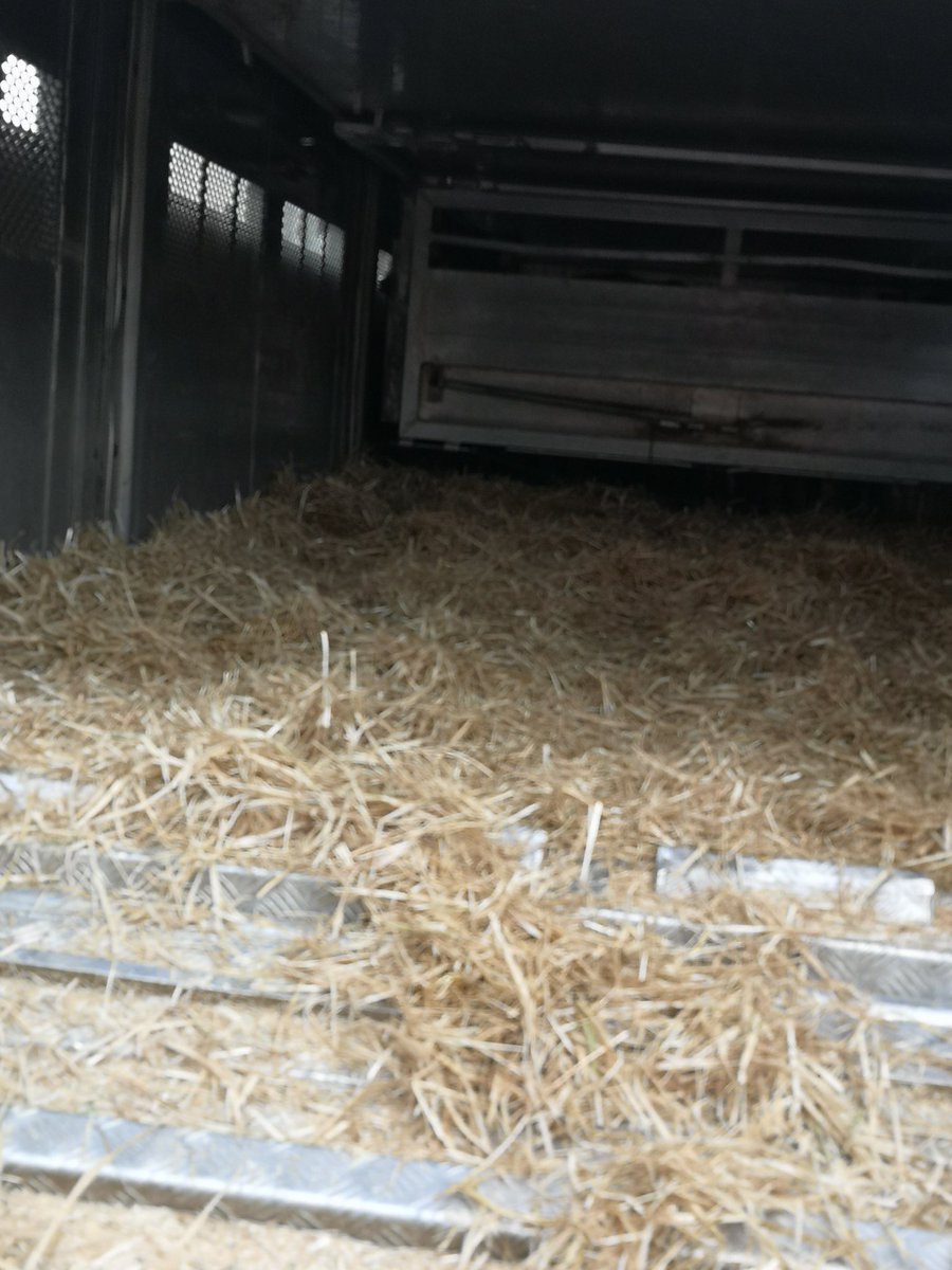 smit_evelien's tweet photo. Aan comfort ontbreekt het de kalveren niet tijdens het transport, de vloer is goed gevuld met droog stro...het betekent dat de kalveren dan ook droog en fris van de wagen komen ❤️
#comfortclass #kalverhouderij https://t.co/xkGYXA1fek