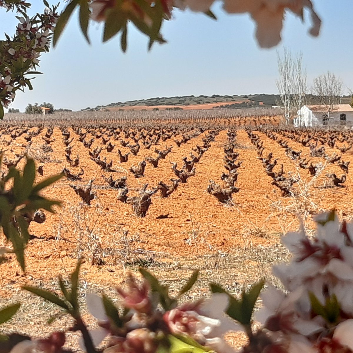 TurismoVal's tweet photo. #primavera en Valdepeñas https://t.co/O5oOG0FWU7
