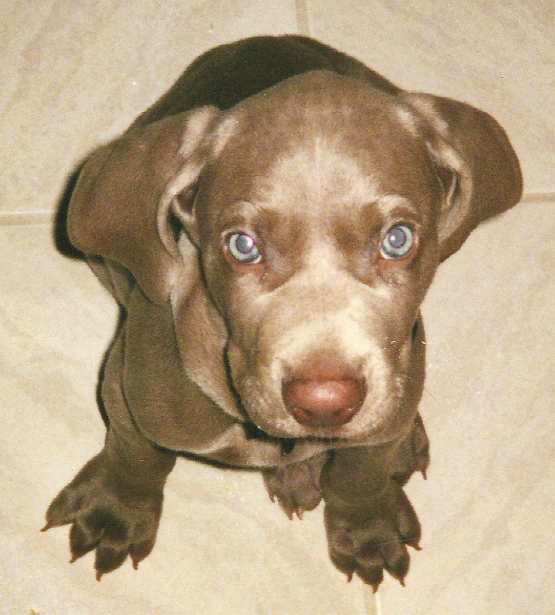 GabrielsAngels's tweet photo. ๐พIn honor of #NationalPuppyDay, we're sharing our favorite puppy picture of our beloved Founding Dog, Gabriel "Gabe" Gaber.๐ถHere's to the incredible legacy that began with one, precious puppy! ๐๐๐ง #PetsHelpingKids https://t.co/s4qbrUVGGo https://t.co/sQI8jjF2u5