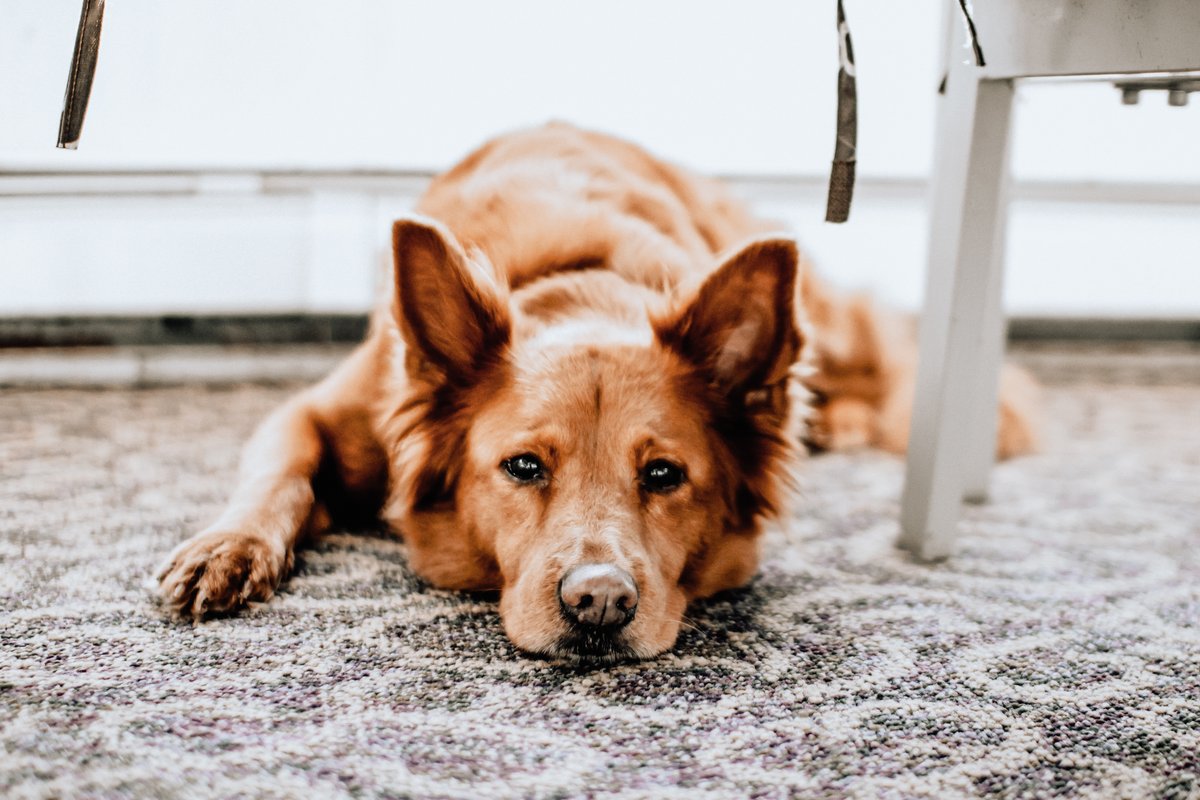 JoinPorte's tweet photo. Life tip: For maximum happiness, keep a pup by your feet and Porte in your pocket. 🖤🐶 #PorteBanking #PorteLovesPups https://t.co/zgnl4bTJsG https://t.co/9fHagIzcR2