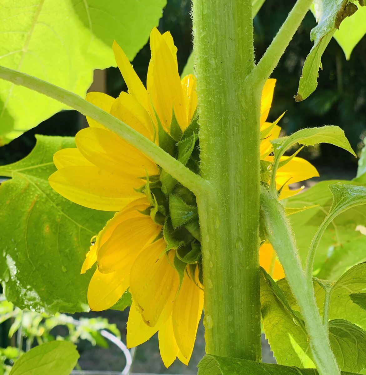 VikC's tweet photo. In times of darkness, we need to learn to lean on each other. There is enough light and love to go around. Help each other grow.
“Folks are like plants; we all lean toward the light.” - @Kris_Carr
11:11 🌻
#oneflowerproject #sunflowers https://t.co/L7vFqH2fw6