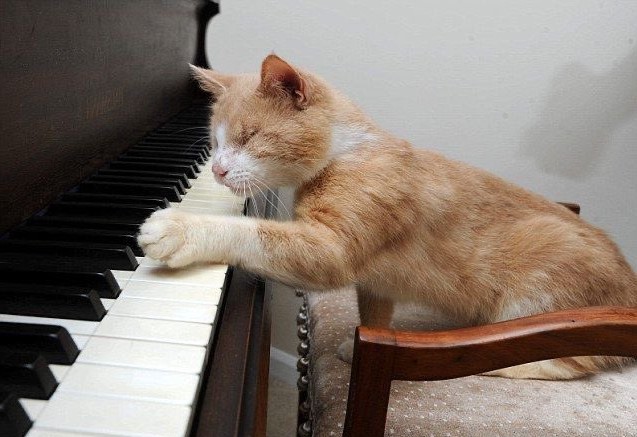 تويتر \ Pedro Pascal as cats (gatospascal@)