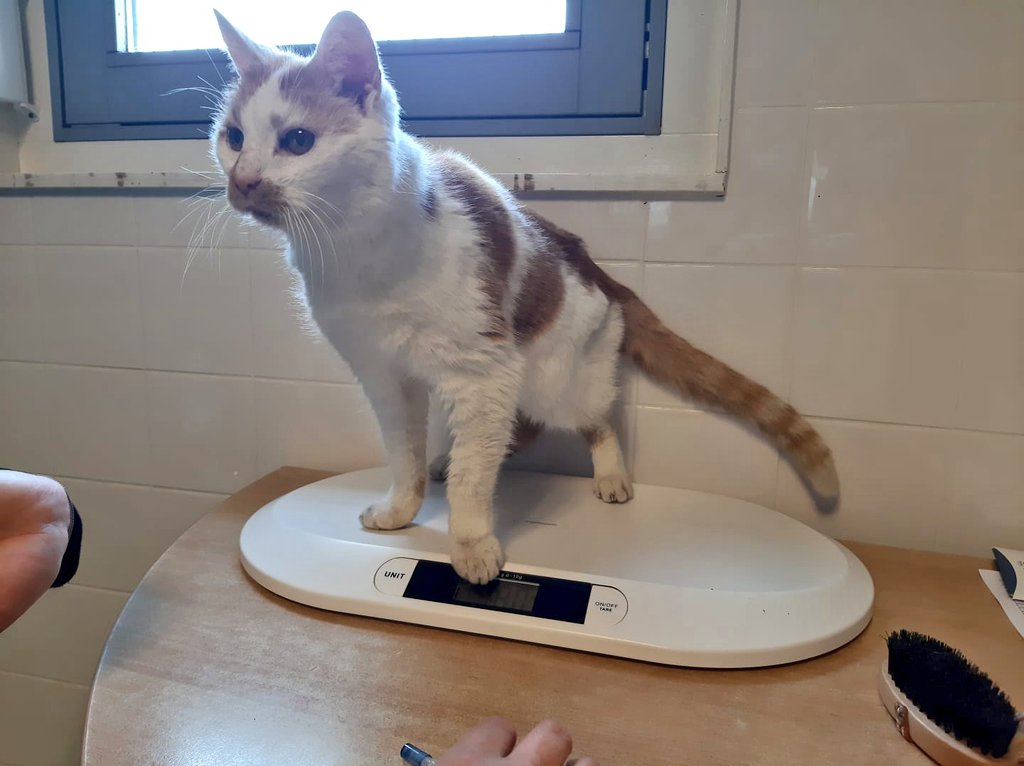 Gevonden gecastreerde kater. Geen chip. Al wat oudere, magere kater. 
Rengersdiep #Zwolle 

Veel teken verwijderd. De dierverzorgers zijn hem haastig gaan verzorgen.