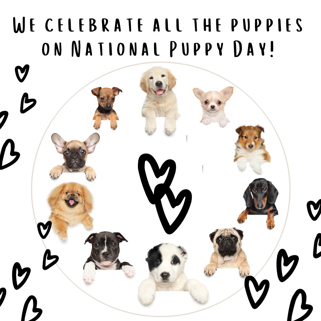 mipupico's tweet photo. What could be better than celebrating puppies today? Happy #NationalPuppyDay https://t.co/8p2SZ4DSIj
