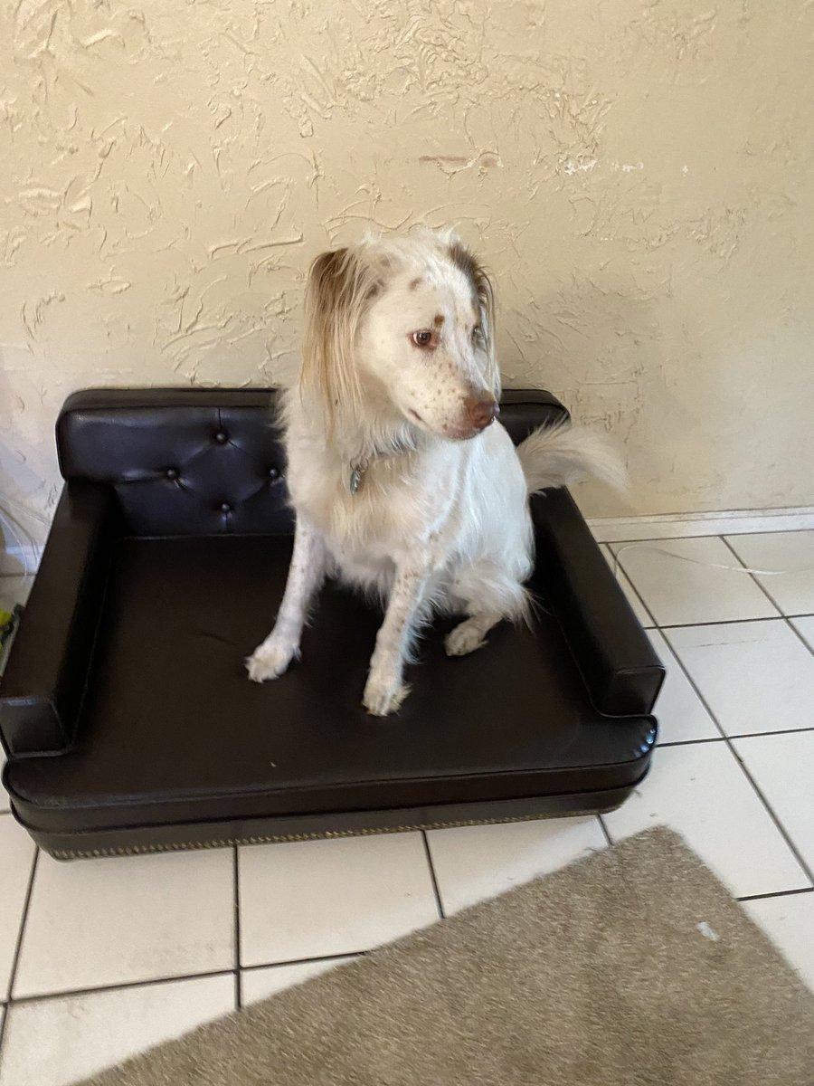 jamar78's tweet image. We didn&apos;t want Patches to get on our new couch so we got him his own one.  #spoileddoggo