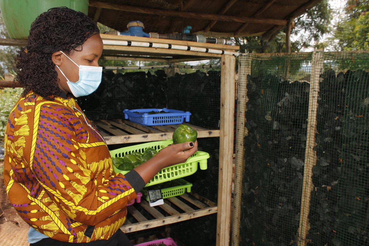 Huye_College's tweet photo. IPRC Huye in partnership with @SEAD_Rwanda is conducting the research project on “Evacuation of storability of vegetables in evaporative cool chambers (charcoal and bricks) as post-harvest losses solution.” The Southern Province of Rwanda has been taken as the case of this study https://t.co/cFitDYNIeo