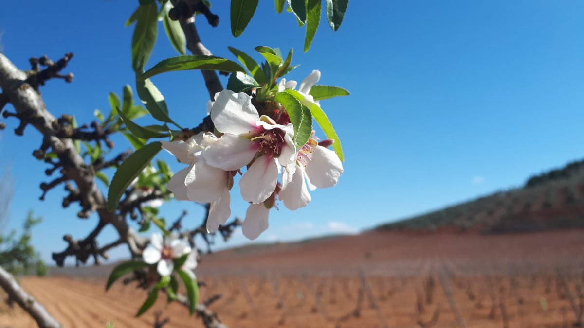 TurismoVal's tweet photo. No te lo puedes perder... descubre las rutas que te ofrecemos en #Valdepeñas... a pie o en bicicleta. 
#rutasenbicicleta #pedaleandoentreviñas https://t.co/rusZduHuD6