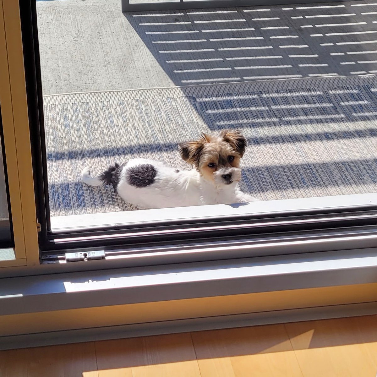 MsMonicaChow's tweet photo. Happy #NationalPuppyDay 🐾 https://t.co/ojsNu4rQzy