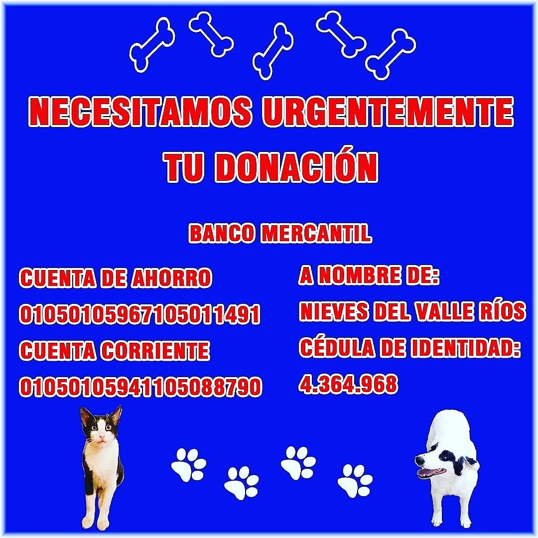 Aclemoine's tweet image. 🙏Por favor, colabora con @Alberguenieves para que pueda  cuidar de 🐶 y 🐱 rescatados, visita su perfil. Ayuda con lo que puedas. Por favor RT, los animalitos agradecen de todo ❤
#CatsOfTwitter #DogsofTwittter @CanalAnimal @NoticieroAnimal
@PerroUsuario