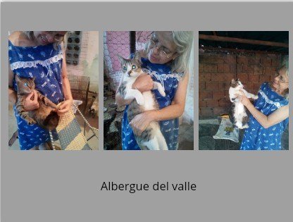 Aclemoine's tweet image. 🙏Por favor, colabora con @Alberguenieves para que pueda  cuidar de 🐶 y 🐱 rescatados, visita su perfil. Ayuda con lo que puedas. Por favor RT, los animalitos agradecen de todo ❤
#CatsOfTwitter #DogsofTwittter @CanalAnimal @NoticieroAnimal
@PerroUsuario