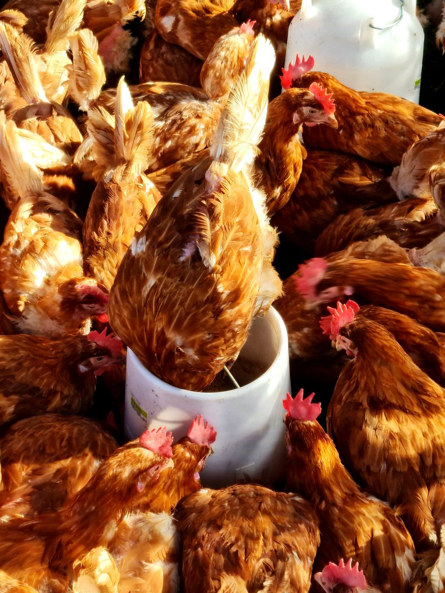 FSFH_Official's tweet photo. Fresh Start For Hens are back clucking on Twitter 2021 is going to be a busy year! Please give us a follow for all upcoming dates and information. #rescuehens #chickens #excommercialhens #FSFH https://t.co/HpdloGKRSx