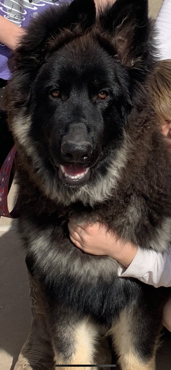 Today is #NationalPuppyDay ❤️ show me your puppies!!!!