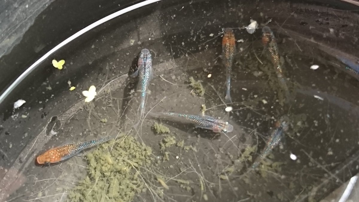 くまさんのメダカ@鋼メンタル tweet media