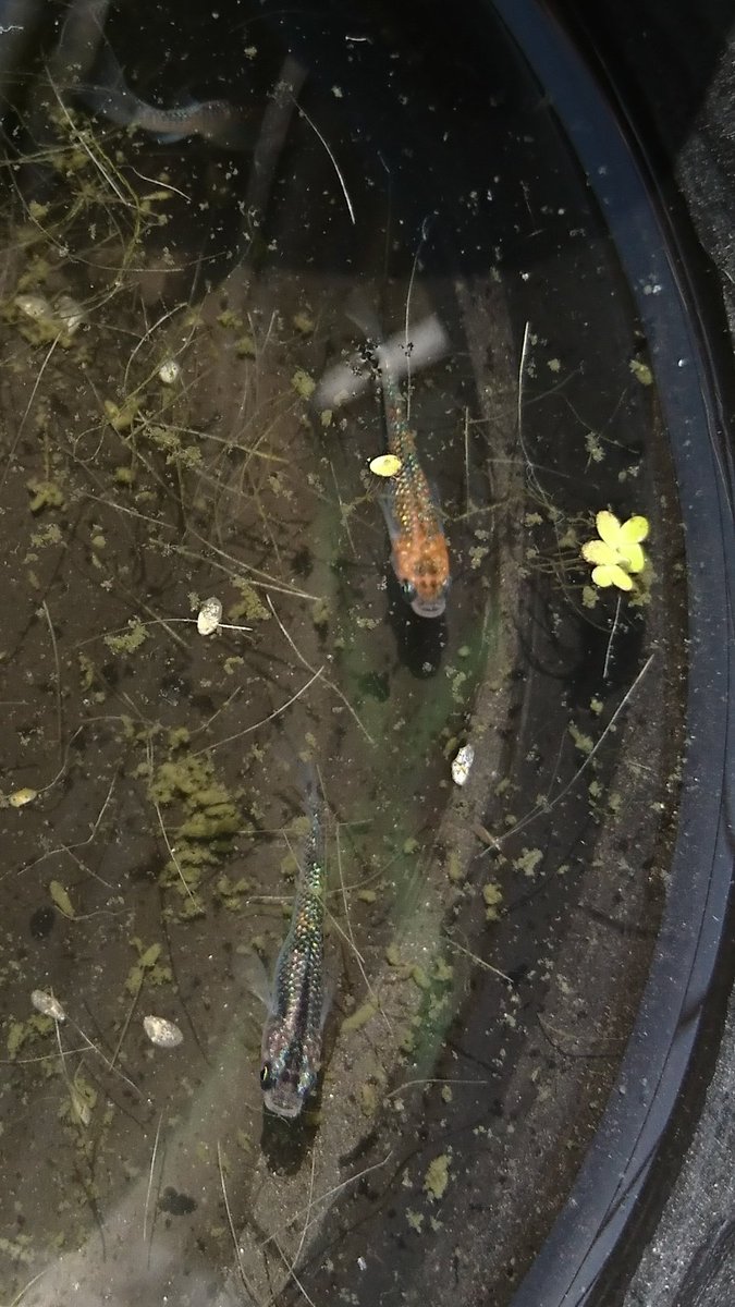 くまさんのメダカ@鋼メンタル tweet media