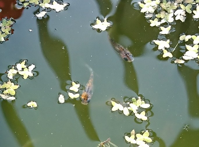 くまさんのメダカ@鋼メンタル tweet media