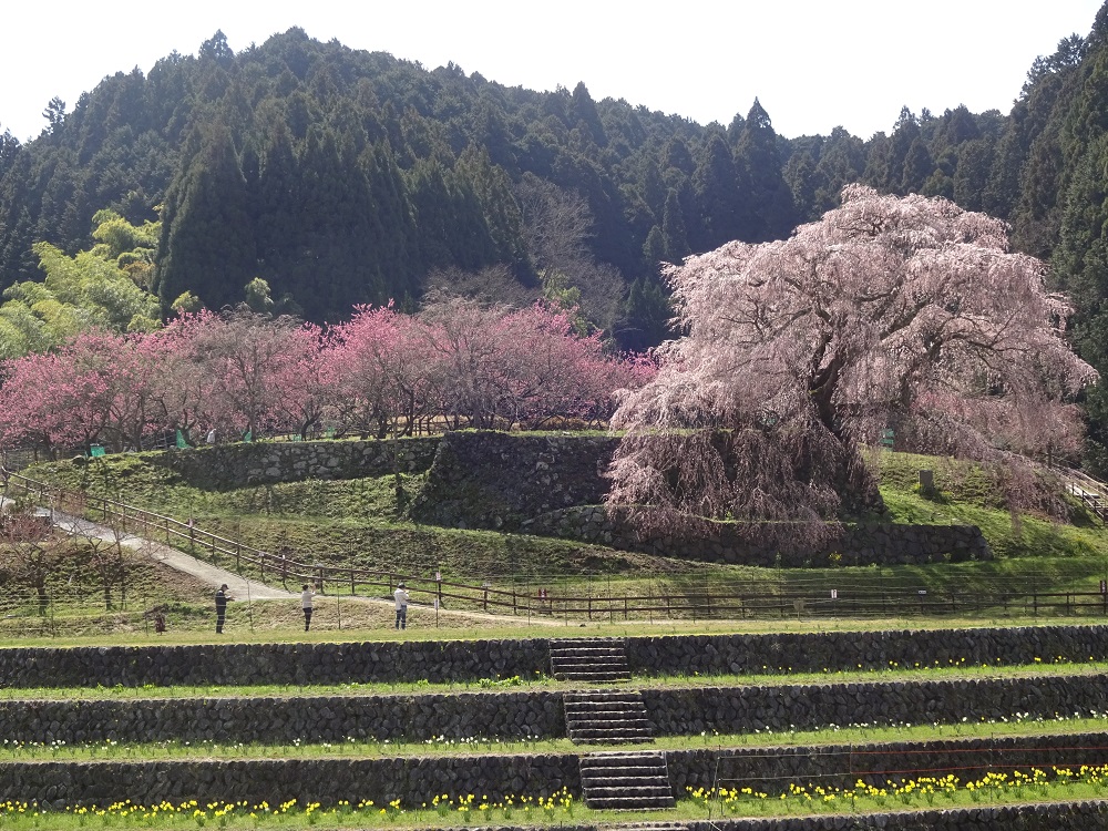 Matabe-cherry tree in Uda city, Nara was so beautifully blooming.   I was so impressed.
奈良の宇陀市にある又兵衛桜が見事に咲いていて感動しました。