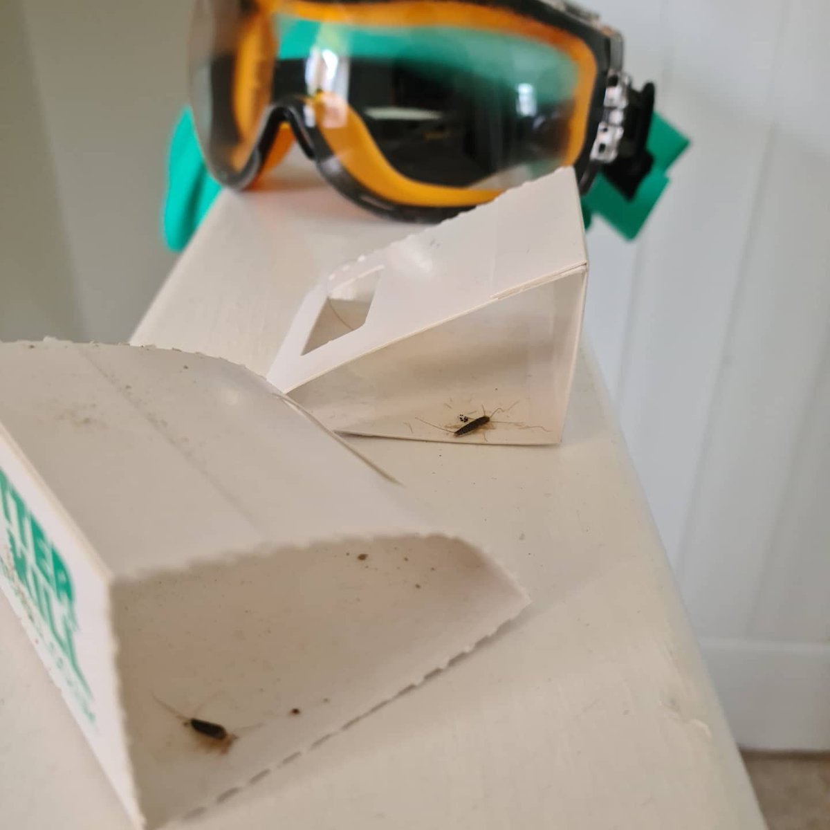 Kent County Pest Control (KC_Pest_Control) Twitter