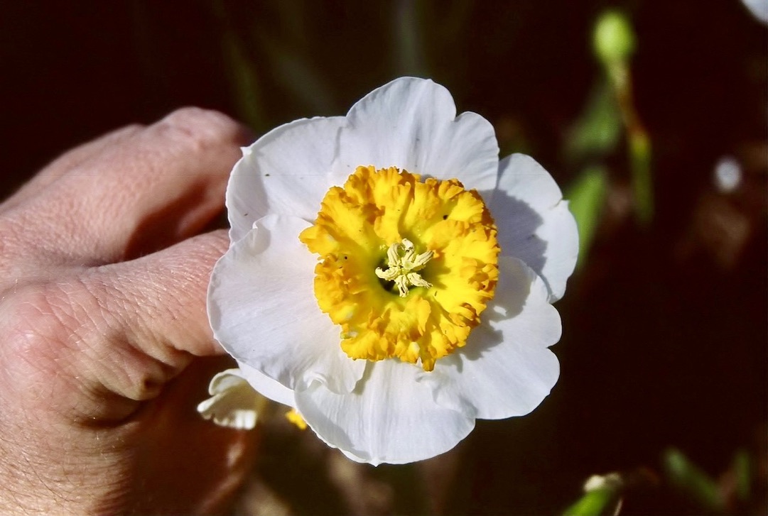 Narcissus 'Bella Vista' is a large cup type with an orangish cup with ruffled edges that contrast with the rounded, ivory-white petals surrounding it. I like this one, but it never looks like the catalog photos! 
#Flowers #Gardening #Bulbs #DaffaDay