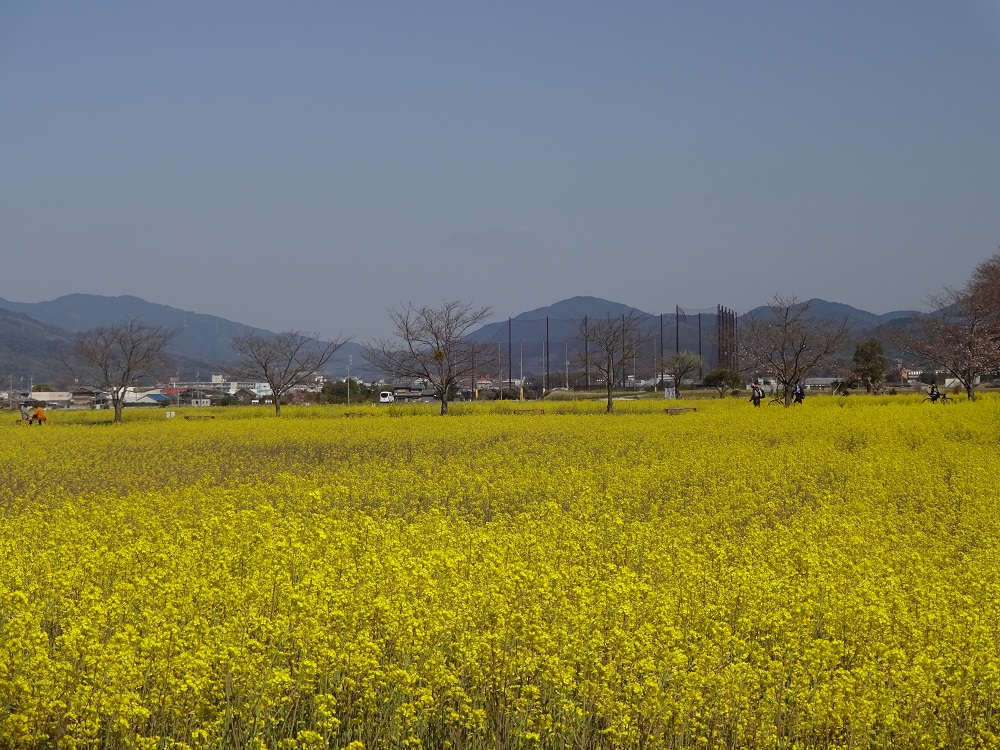 Canola flowers in Fujiwara palace site in Nara were so beauriful.　Yellow flower carpet was widely spread.
奈良の藤原京跡の菜の花が綺麗でした。一面黄色でした。