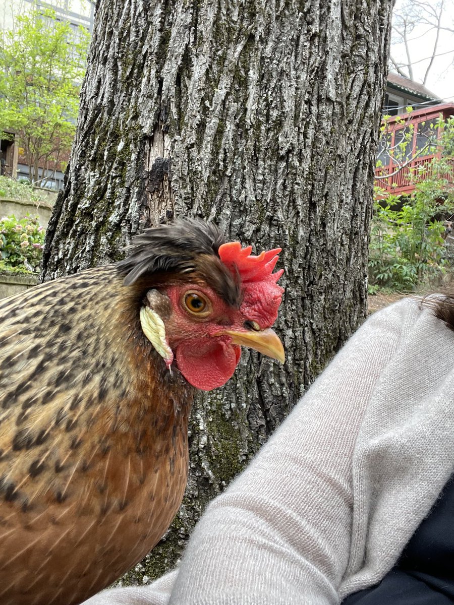 Joyce Alene tweet media