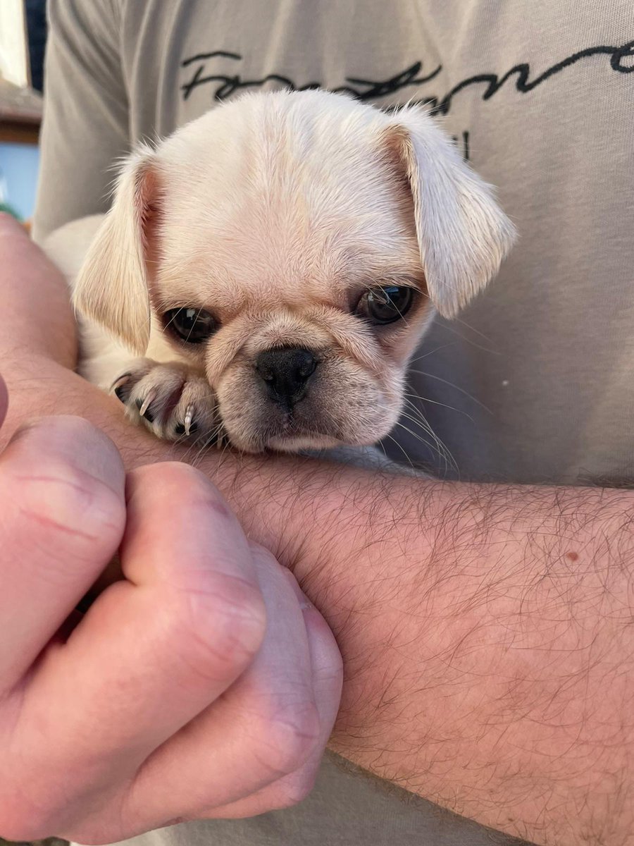 webuyanycar's tweet photo. We're celebrating #NationalPuppyDay by showing off some of our office pups!

First up we have Walter, our Social Media Pupster 😍 We'd like to say that he knows his hashtags from his Retweets, but he doesn't even know his puppy pad from the carpet yet 😂❤️ https://t.co/qlR2guChPs