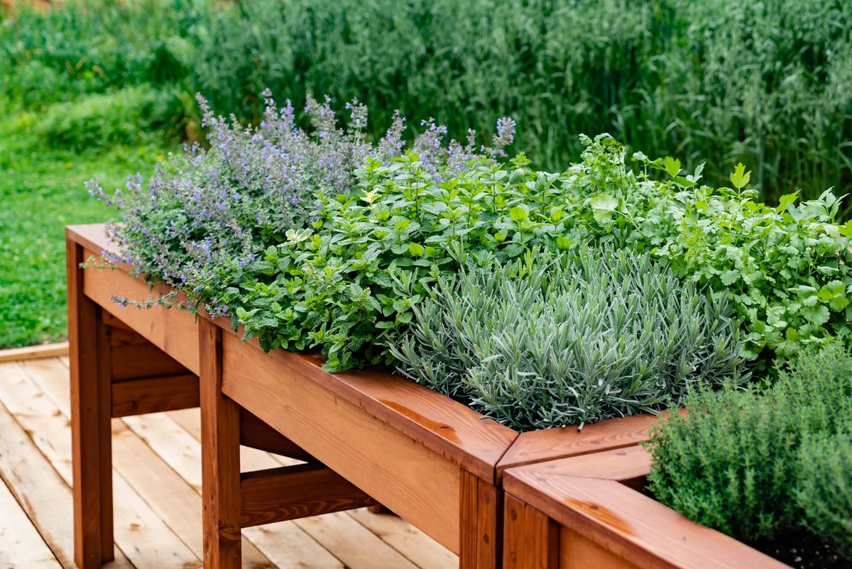 DeniseBeldin's tweet photo. Bring gourmet flavors into your own home with these herbs and vegetables, chosen for how useful they are in cooking and how quickly they can be harvested. https://t.co/7hVP6xYEdz https://t.co/zjGpk9Hq5o