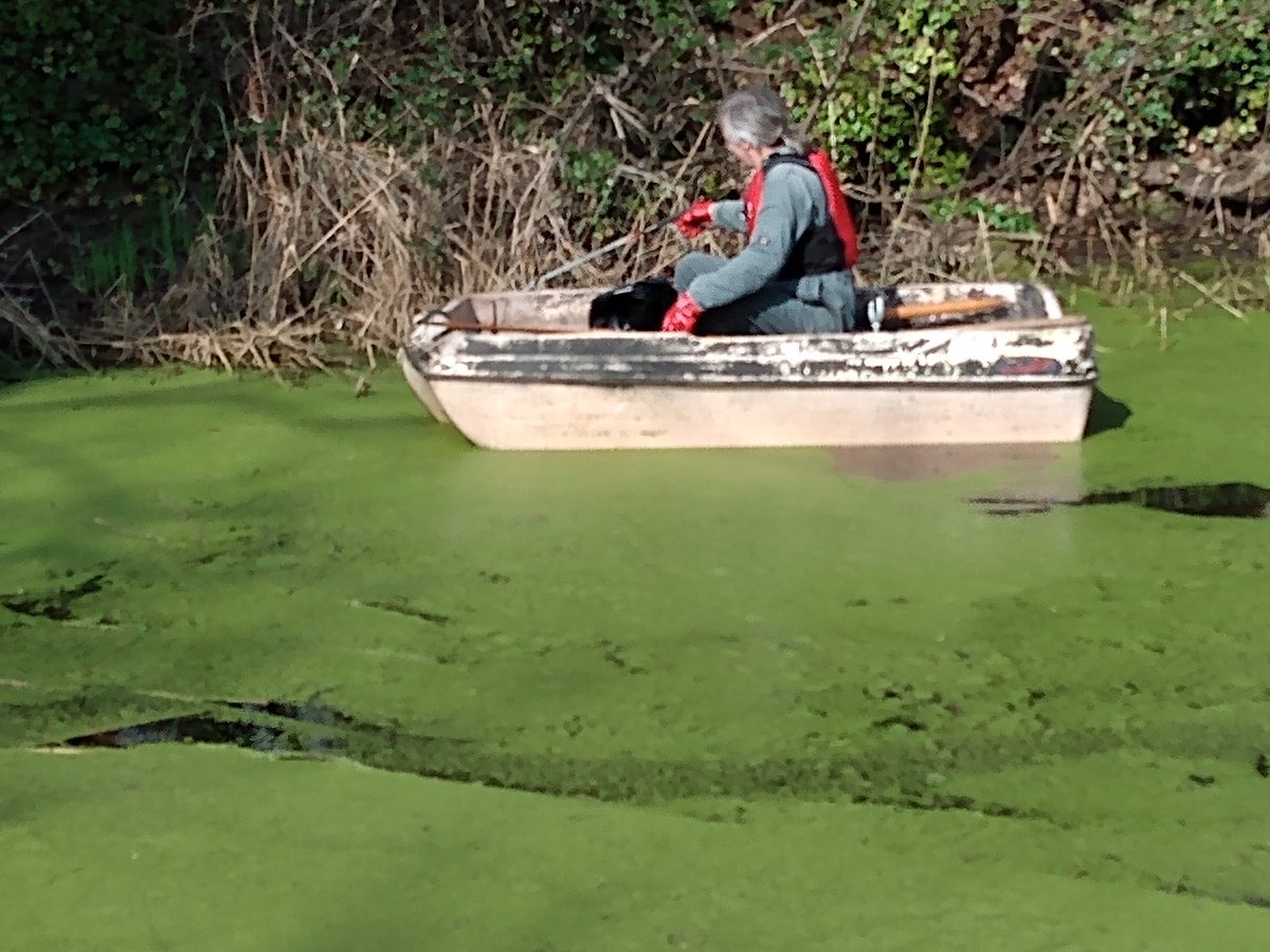 Naval action in Alderman Canal today! Removing all the floating litter unreachable from the banks. Let's hope it stays looking cleaner. @IpswichGov @WildIpswich @UKrubbishwalks #volunteers #litter #dumping #naturereserve #wildlife #rowingboat #urbanconservation #dontbeatosser