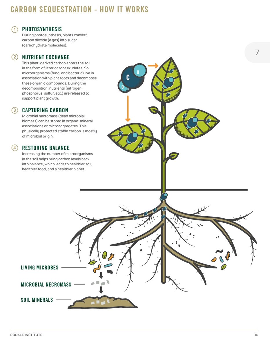 Carbon sequestration is the process of capturing and storing atmospheric carbon dioxide. It is one method of reducing the amount of carbon dioxide in the atmosphere with the goal of reducing global climate change. <a href="/RodaleInstitute/">Rodale Institute</a>  #TuesdayTopics