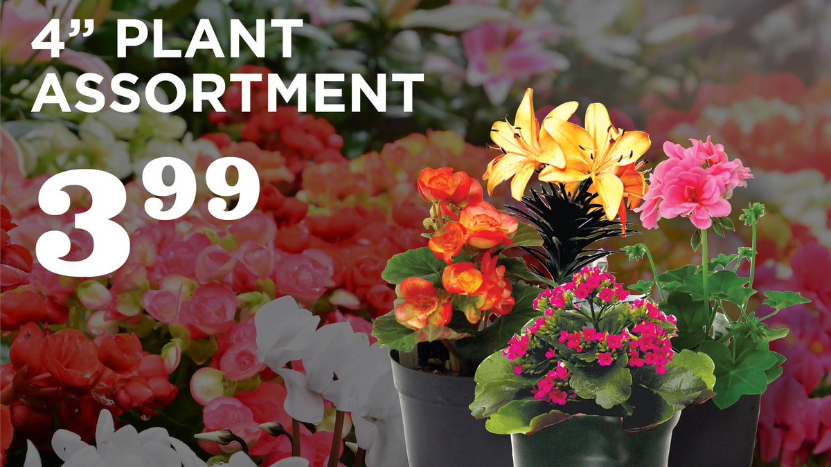 HiSchoolRx's tweet photo. Stock up on lilies, geraniums, Rieger begonias or kalanchoe in 4” pots!
For the entire 16-page ad, check out our website:
https://t.co/nVGdJX9lXR 
(Valid at Estacada, Clatskanie, Molalla, Independence, Minnehaha, Silverton, Rogue River and John Day stores) https://t.co/iGBFDJ0MWo