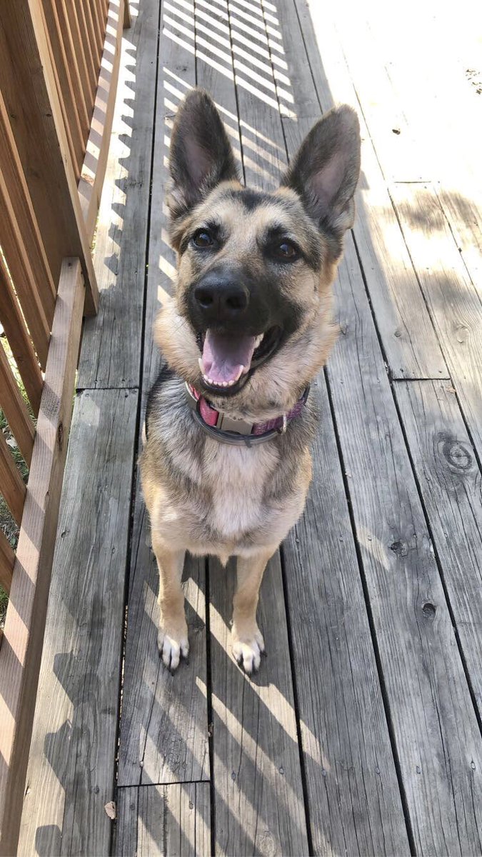 It’s National Puppy Day AND my little Arya’s 2nd birthday! 😍🐾😭