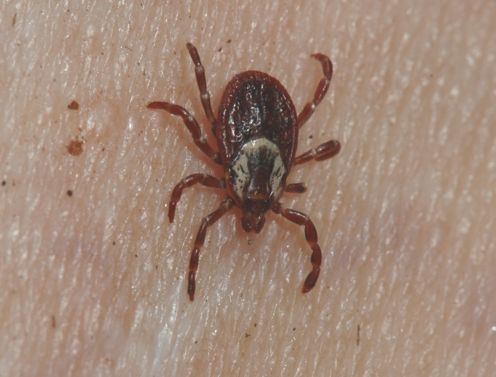 It's safe to say none of us are fans of these little critters but they're very prevalent here in Kamloops in the early months of the year and right into the summer.
Check out some tick safety tips provided by the Government of Canada.
ow.ly/YopC50E6ljT