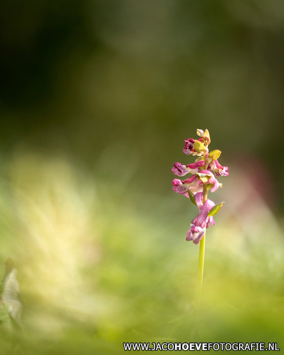 JacoHoeve85's tweet photo. De #holwortel bloeit!

#Reestdal @drentslandschap #DeReest #Dickninge #natuur #nature #natuurfotografie #naturephotography #stinsenplant #papaverfamilie https://t.co/PT4ls0u7s2