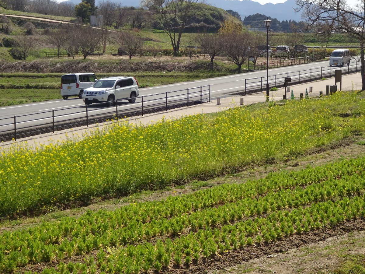 View from Amagashi -Hill is nice.  Cherry trees and canole flowers were blooming. 
甘樫丘からの景色は大和三山も見え、綺麗です。桜や菜の花も綺麗でした。