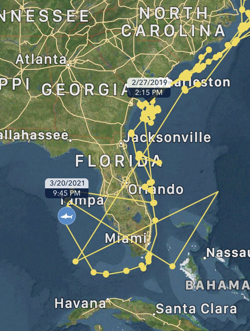 I finally popped up in the Gulf Of Mexico! Is that where you thought I would be? I had to be here for Spring Break!! #ocearch #sharks #keepswimming