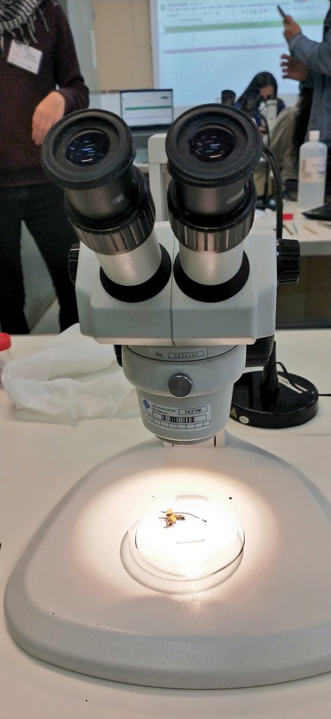 Mar_Leza_Salord's tweet photo. Wow! 1st Class Day 🕷️🕸️🐜🦗🦟🐝🐞🦋🐛! A tope estudiant la diversitat de les nostres illes 🏝️🏝️Acreditaciones molonas con ilustraciones d #Pelopanton 🔝🔝 #Entomolovers #EntomoGlobal #LoveInsects #Formentera #Equipasso 💚💪 https://t.co/Tmw8wk34ri