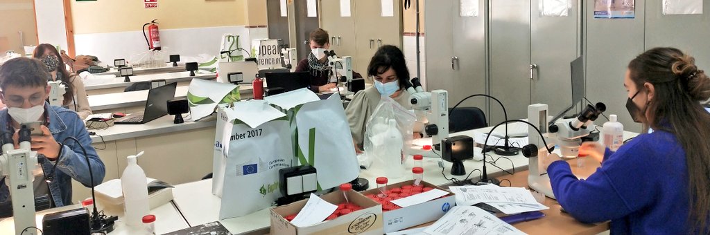 Mar_Leza_Salord's tweet photo. Wow! 1st Class Day 🕷️🕸️🐜🦗🦟🐝🐞🦋🐛! A tope estudiant la diversitat de les nostres illes 🏝️🏝️Acreditaciones molonas con ilustraciones d #Pelopanton 🔝🔝 #Entomolovers #EntomoGlobal #LoveInsects #Formentera #Equipasso 💚💪 https://t.co/Tmw8wk34ri